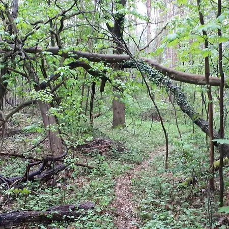 Waldhaus Wiesengrund