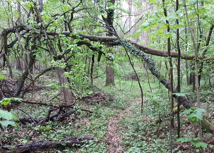 Waldhaus Wiesengrund